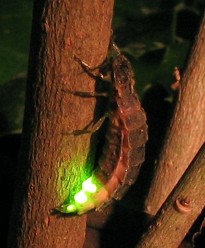 glow worm picture