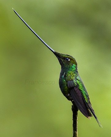 sword billed hummingbird